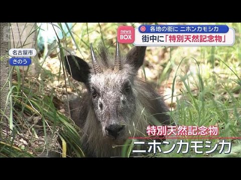 なぜ？街中に「特別天然記念物」　各地の街でニホンカモシカ目撃【スーパーJチャンネル】(2026年5月8日) サムネイル
