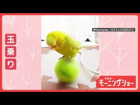 まるでサーカス　達人インコさん　ころころボールで玉乗りショー　なぜボールに乗る？【羽鳥慎一モーニングショー】(2026… サムネイル