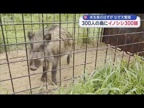 300人の島にイノシシ300頭　未生息のはずが なぜ大繁殖【スーパーJチャンネル】(2026年4月27日)