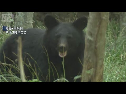 クマに襲われ70代男性けが　現場周辺は警戒態勢　福島・天栄村【スーパーJチャンネル】(2026年5月31日)