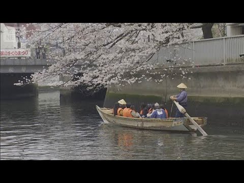 水辺ならではの桜が魅力　東京・江東区でさくらまつり(2026年4月5日) サムネイル