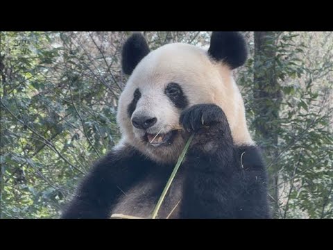 “ゼロパンダ”中国外務省「中国に見に来ることを歓迎する」【スーパーJチャンネル】(2026年1月27日)