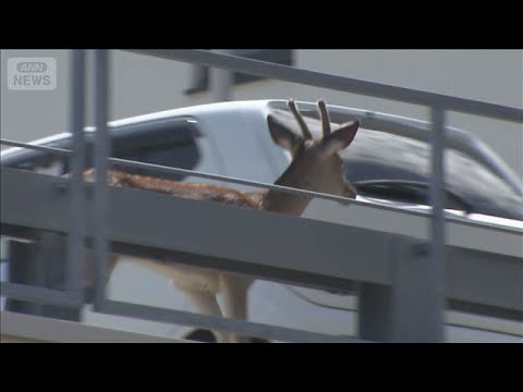 立体駐車場にシカ居座る「暑くて動かなくなったのかな」 札幌市【スーパーJチャンネル】(2026年8月9日)