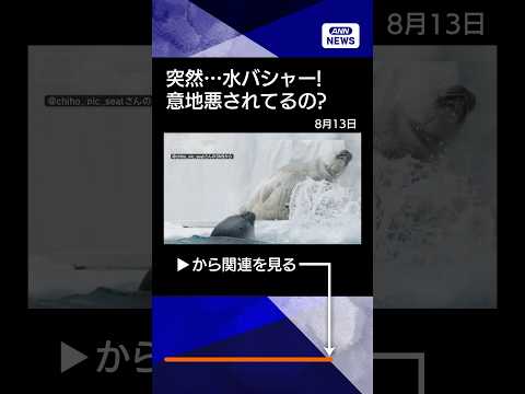【ニュース】まったりしてるのに…突然「水バシャー！！」　怒るアザラシさん　意地悪されてるの？ shorts