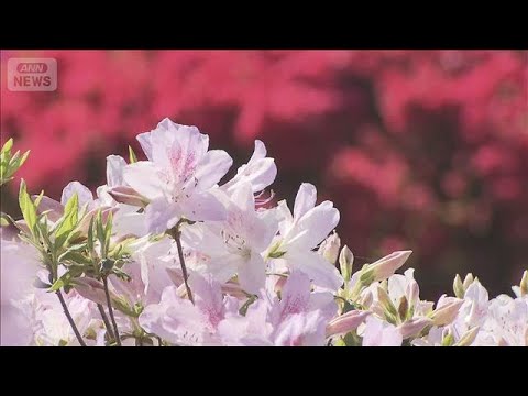 山のホテルのつつじ見ごろ　富士山の裾野を彩る　神奈川・箱根町(2026年5月2日) サムネイル