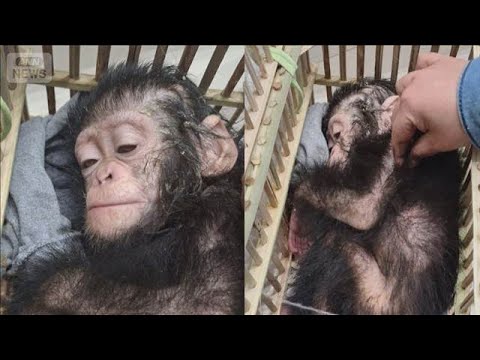 乗客の荷物から赤ちゃんチンパンジー3匹発見　密輸か　カイロ国際空港【知っておきたい！】【グッド！モーニング】(2026… サムネイル
