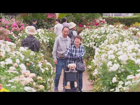 GW最終日　横浜の街を彩るバラが見ごろ(2026年5月6日) サムネイル