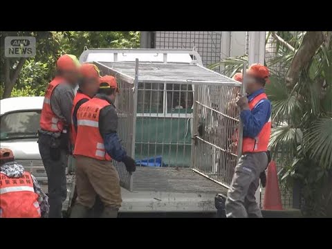 仙台の市街地にクマ居座り 成獣のオス　麻酔銃などで駆除(2026年4月20日) サムネイル