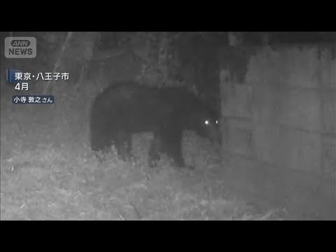 警視庁「クマ駆除対応プロジェクトチーム」設置　ライフル銃による駆除可能に(2026年6月13日) サムネイル