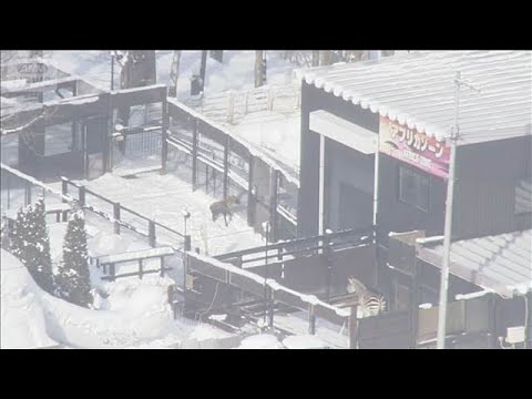 ノースサファリに除却命令手続きへ 違法建築が問題に 札幌市(2026年2月11日)