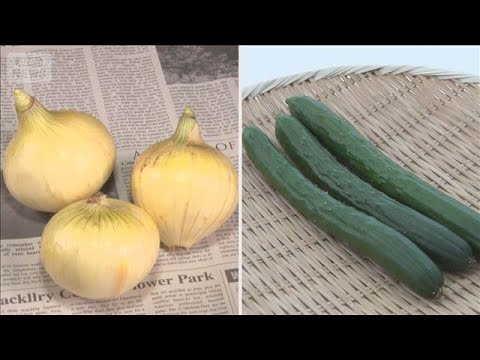 キュウリ価格上昇、卸値は前年比31円高　タマネギは天候に恵まれ2年ぶりの安値【知っておきたい！】【グッド！モーニング】…