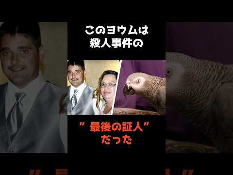 【殺人事件の"最後の証人"になったヨウム】 #shorts #事件 #雑学