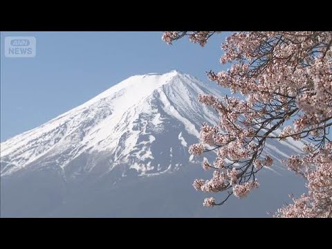 河口湖で桜が満開 富士山と淡いピンクが湖畔を彩る(2026年4月11日) サムネイル