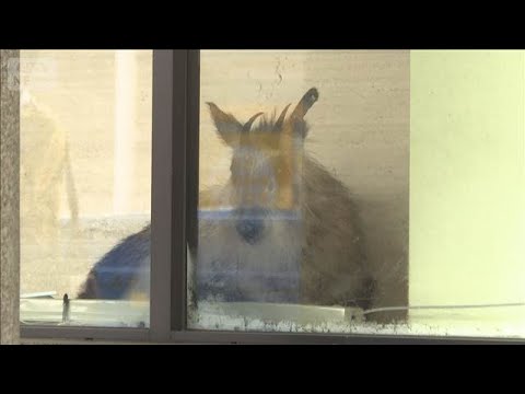 特別天然記念物カモシカ 銀行に侵入　新潟・柏崎市【スーパーJチャンネル】(2026年4月27日)