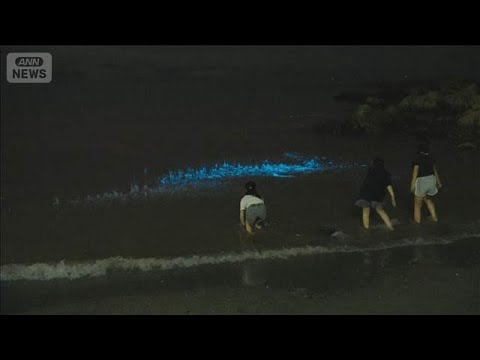 白波に混じって青白い帯状の光が… 海岸に「夜光虫」発生　神奈川・横須賀市(2026年5月27日) サムネイル