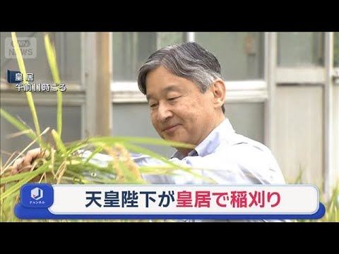 【スーパーJチャンネル】天皇陛下が皇居で稲刈り 水田での収穫と宮中での用い方