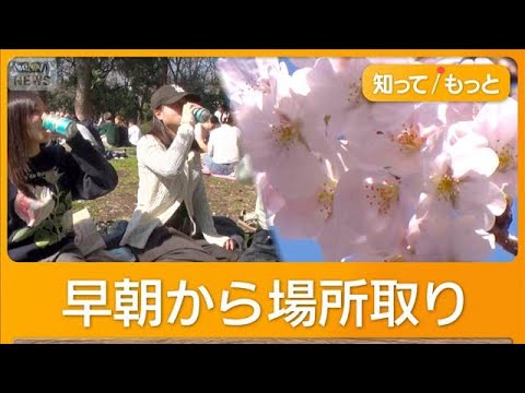 サクラ開花　つぼみ多くても花見客でにぎわい　上野公園では早朝から場所取り【もっと知りたい！】【グッド！モーニング】(2… サムネイル