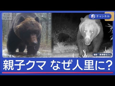 「親子クマ」人里に“あえて出没”なぜ？墓参り中に遭遇も【スーパーJチャンネル】(2026年5月7日) サムネイル