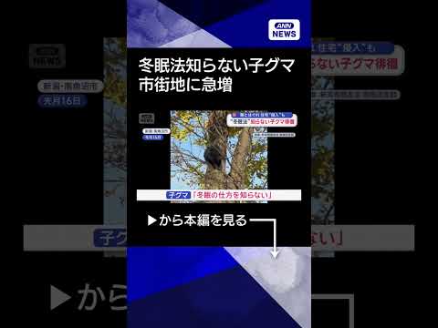 【ニュース】年の瀬の市街地に急増　“冬眠法”知らない子グマが徘徊#shorts サムネイル