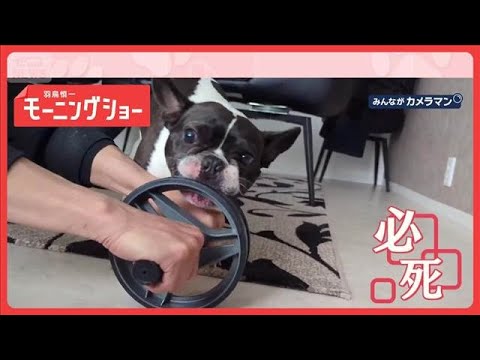 「必死だワン」筋トレ器具をガブリッ　ローラーvsかみたい犬　なぜ諦めない？【羽鳥慎一モーニングショー】(2026年3月… サムネイル