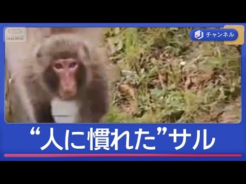 人に慣れたサル…なぜ増えた？　電線や庭“住宅街で大暴れ”【スーパーJチャンネル】(2026年6月1日) サムネイル
