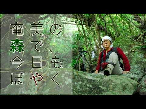 アマミノクロウサギが過去最多の交通事故、相次ぐ貴重な動植物の盗掘・持ち出し…世界自然遺産登録から5年が経つ奄美の現状に… サムネイル