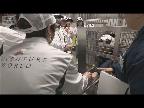 パンダ返還の白浜町で新たな試み 飼育員体験ツアー開始 “アフターパンダ”企画広がる【知っておきたい！】【グッド！モーニ… サムネイル