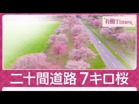 皇族も訪れた“桜の滑走路” 春一直線7キロ2000本咲き誇る北の大地の野生桜(2026年4月30日) サムネイル