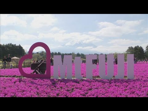 色鮮やかな芝桜が満開　富士山との“共演”も(2026年4月26日) サムネイル