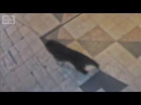 宇都宮中心部でクマ目撃情報相次ぐ　商店街駆け抜ける姿が防犯カメラに【もっと知りたい！】【グッド！モーニング】(2026…