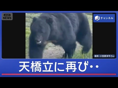 捕獲したのに…“日本三景”天橋立に再びクマ　観光地に緊張も【スーパーJチャンネル】(2026年6月12日) サムネイル