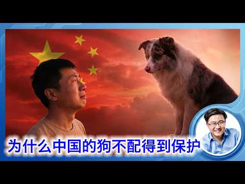 百万网红狗锄头被偷杀卖肉，成为中国的新国耻。为什么中国的狗不配得到适当的保护？因为中国的人不配享有参政的自由