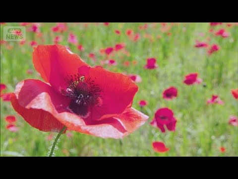 真っ赤なポピー“18万本”の絶景！　東京・江戸川区 荒川の河川敷(2026年5月12日) サムネイル
