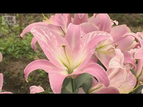 初夏を彩るユリの花が見ごろ 色とりどり24品種4700本　富山(2026年7月5日)