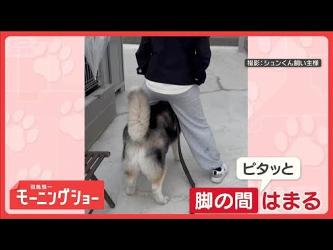 脚の間にスッポリ　ご機嫌なワンちゃん　移動しても…ぴたっ　どうして入りたいの？【羽鳥慎一モーニングショー】(2026年… サムネイル
