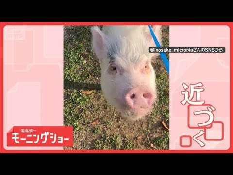 名前を呼んでも…無視　だけど「バナナ」には反応するブタさん　言葉を理解してる？【羽鳥慎一モーニングショー】(2026年… サムネイル