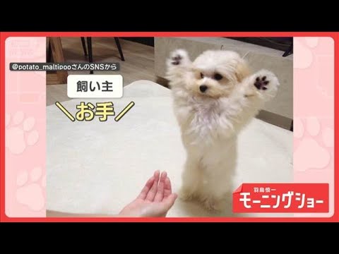 激しすぎる　バンザイからの…どりゃー！　お手が激しいワンちゃん　なぜ全力でお手？【羽鳥慎一モーニングショー】(2026… サムネイル