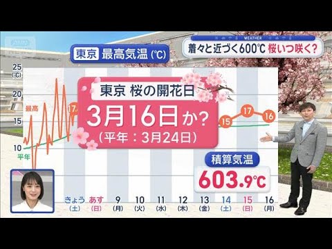 【関東の天気】桜の開花日を予想　600℃の法則　今年は暖かい　2月以降が高温傾向【スーパーJチャンネル】(2026年3… サムネイル
