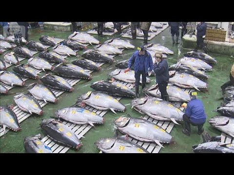 東京・豊洲市場マグロ初競り　243キロの青森県大間産に5億1030万円　史上最高値(2026年1月5日) サムネイル