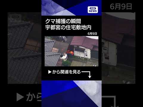 【ニュース】捕獲の瞬間　住宅敷地内にクマ逃げ込む　麻酔銃使用か　宇都宮市 shorts サムネイル
