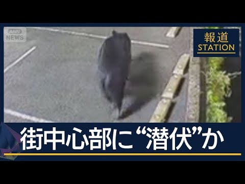 複数いる?付近に潜伏か…宇都宮市中心部に“連日クマ”市内の全小中学校あすも休校【報道ステーション】(2026年6月8日)