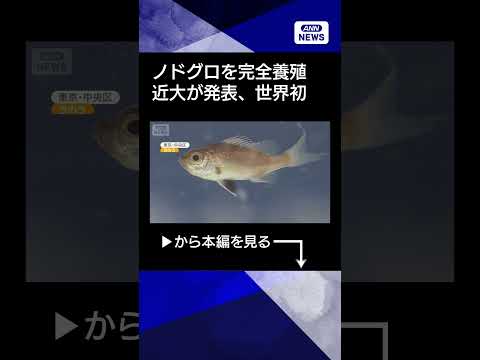 【ニュース】ノドグロ世界初の完全養殖に成功　近畿大学が発表　東京・銀座などで提供予定 shorts サムネイル