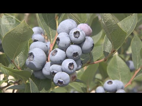 夏の味覚… ブルーベリー狩りが最盛期 山梨・北杜市(2026年7月5日)