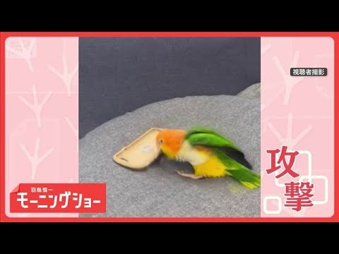 まるでプロレス！　VSスマホケース　激しく連続攻撃するインコさん　敵だと思ってる？【羽鳥慎一モーニングショー】(202… サムネイル