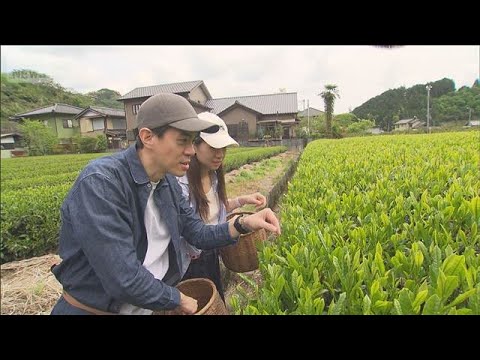 日本茶のブランド保護へ「ナショナルGI」登録申請　日本茶業中央会(2026年5月11日) サムネイル