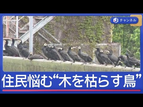“木を枯らす鳥”住民悩ませるカワウ　なぜ大量発生？【スーパーJチャンネル】(2026年4月10日) サムネイル