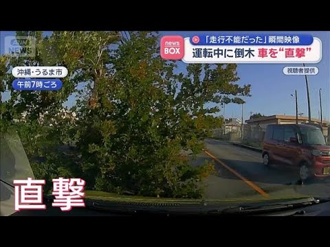 「走行不能だった」運転中に倒木　車を“直撃”　沖縄【スーパーJチャンネル】(2026年6月2日)