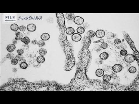 【報ステ解説】日本に拡大の可能性は？“ハンタウイルス”クルーズ船で集団感染か【報道ステーション】(2026年5月5日) サムネイル