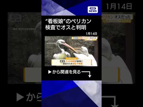 【ニュース】20年間“看板娘”だったペリカン　遺伝子検査でオスと判明　横浜市立金沢動物園 shorts サムネイル