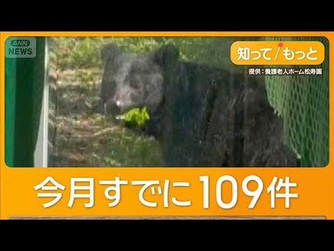 老人ホームにクマ　ガラス扉の向こうで草食べる　秋田市、今月の目撃情報109件【もっと知りたい！】【グッド！モーニング】… サムネイル